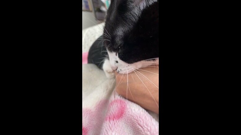 飼い主さんの指をしゃぶっている