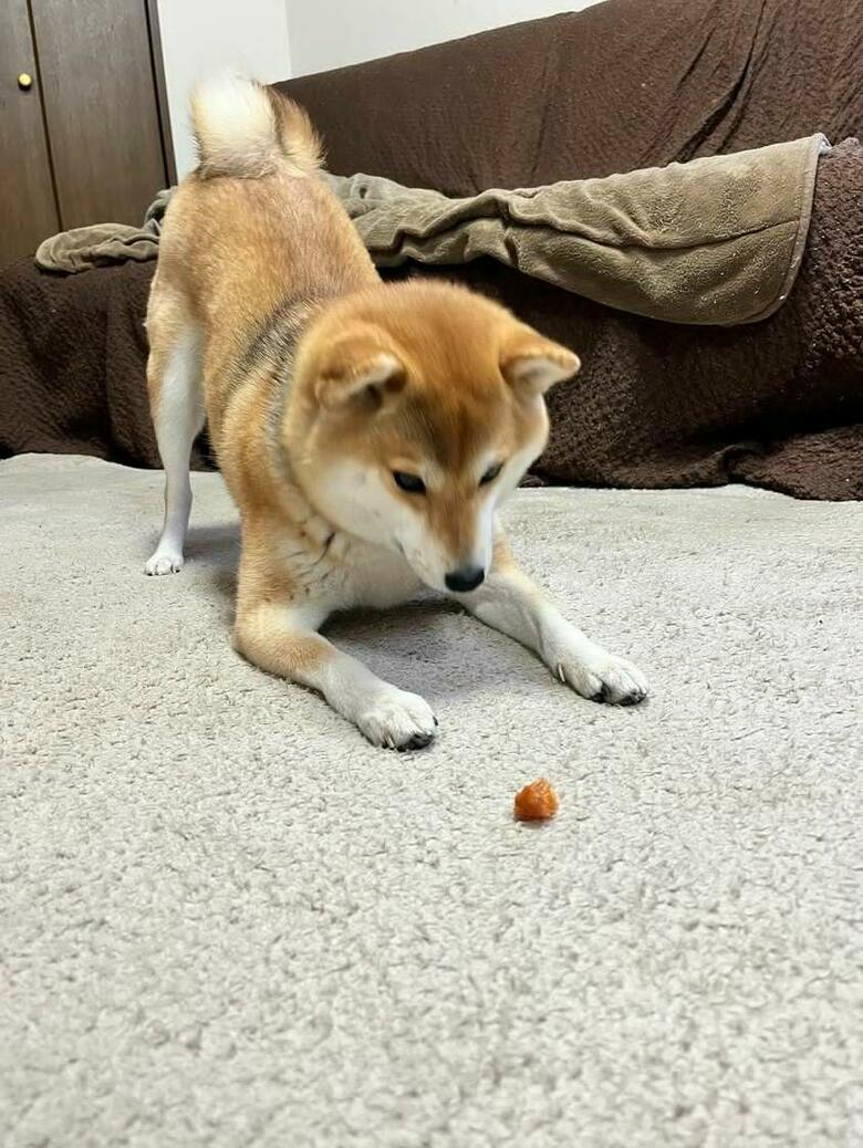 提供：柴犬ゆきちゃん