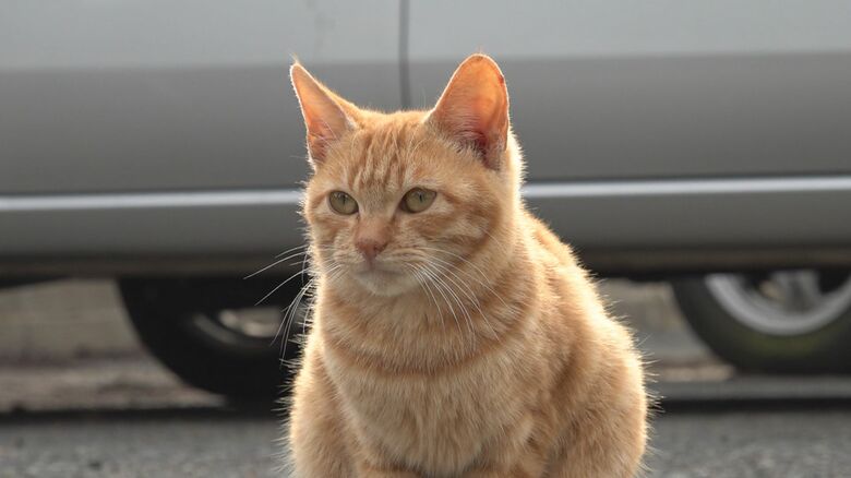 年に2～3回出産できるほどの高い繁殖能力を持つネコ