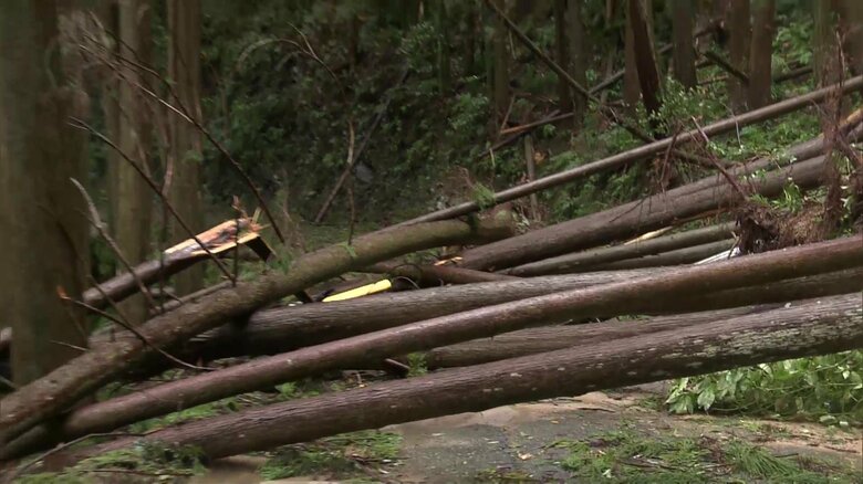 10本以上の木々が根元から倒れた