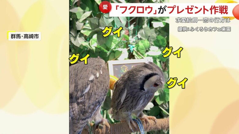 オスのフクロウが贈り物でグイグイと迫る姿