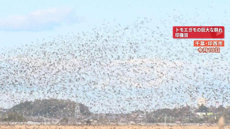 印旛沼の上を舞う大量の“カモ”