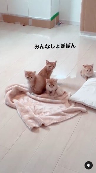 提供：oimo & yuzukiさん