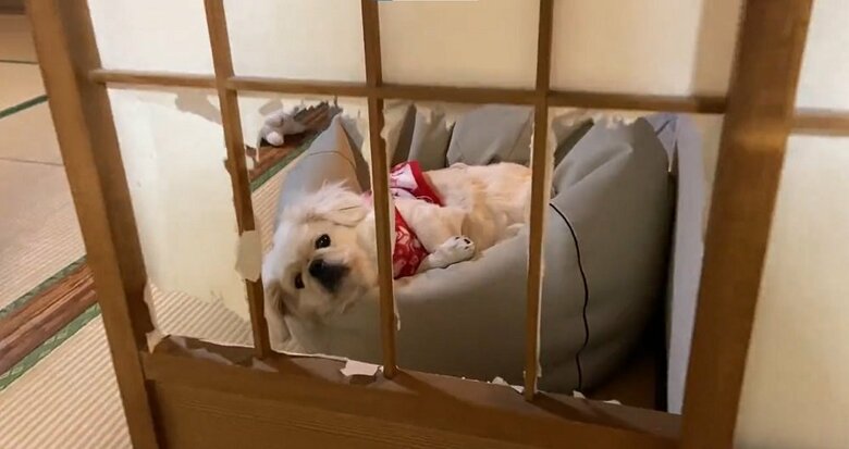 障子に穴をあけた犯人です