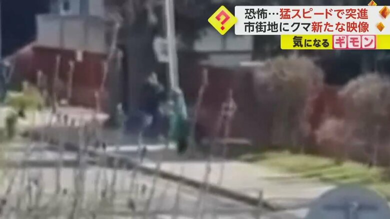 クマが人に向かって突進する瞬間の映像②