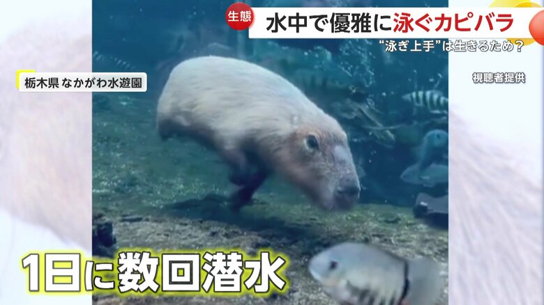 泳ぐのに適した体をしているため、長くて5分ほど潜水することが可能なカピバラ