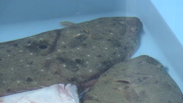 福島県で水揚げされた”常磐もの”