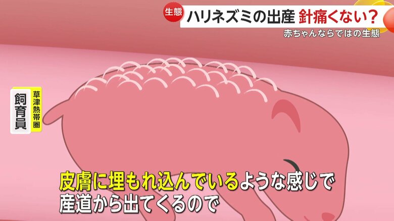 ハリネズミの出産時の赤ちゃんイメージ