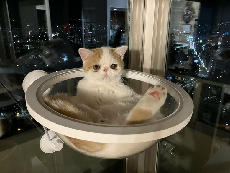 画像提供：エキゾのきなこさん。