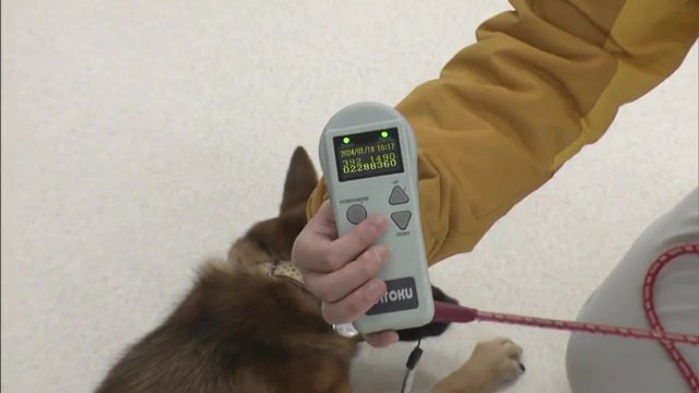 はぐれても分かるよう名札やマイクロチップを