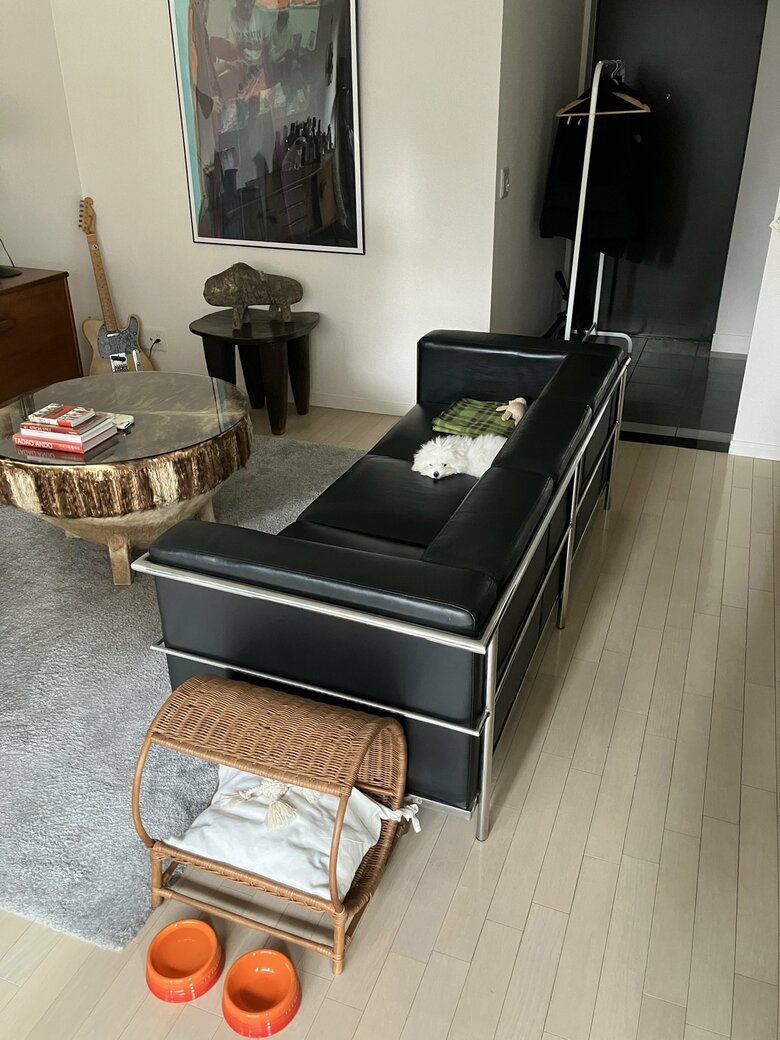 提供：白く、柔らかな犬さん