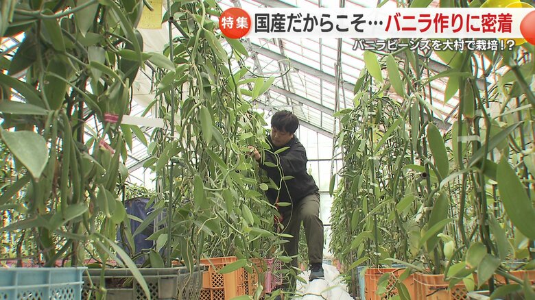 「県産バニラを全国へ」清水さんの挑戦は続く