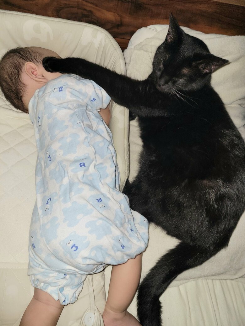 提供：仔猫を拾ったので