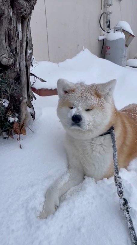 提供：秋田犬 五元(イモト)さん