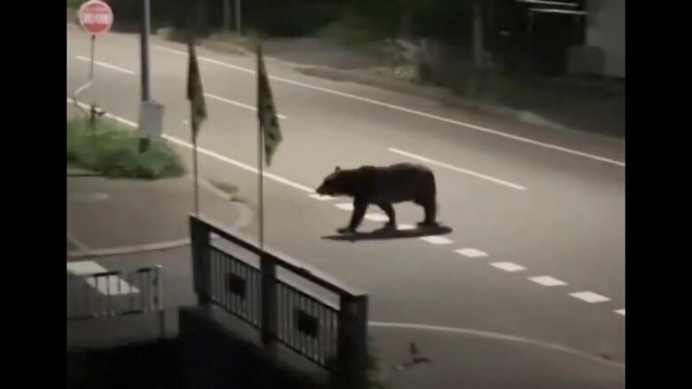 7月に福島町で男性を襲ったクマ（撮影：視聴者）