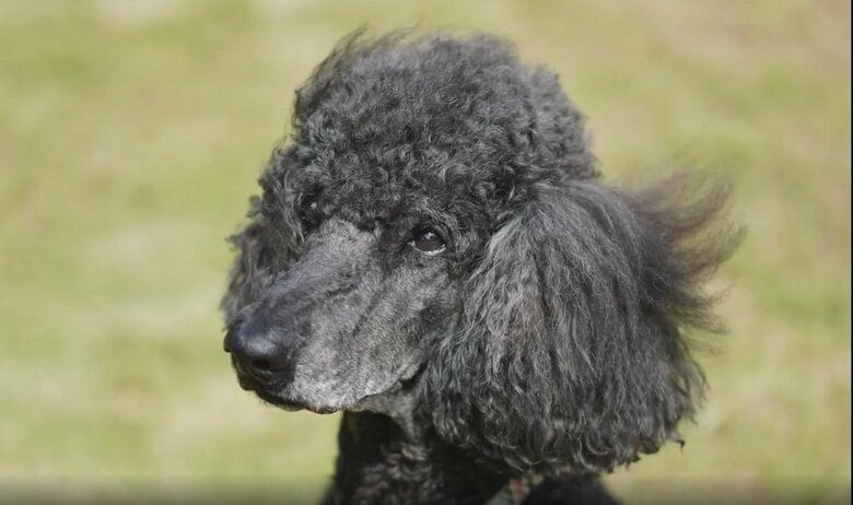 ※飼い主を見つめるイヌ（画像提供：麻布大学獣医学部　永澤美保准教授）