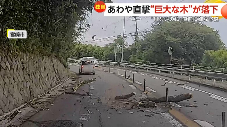 運転中に突然、巨大な木が落下してきた一部始終④
