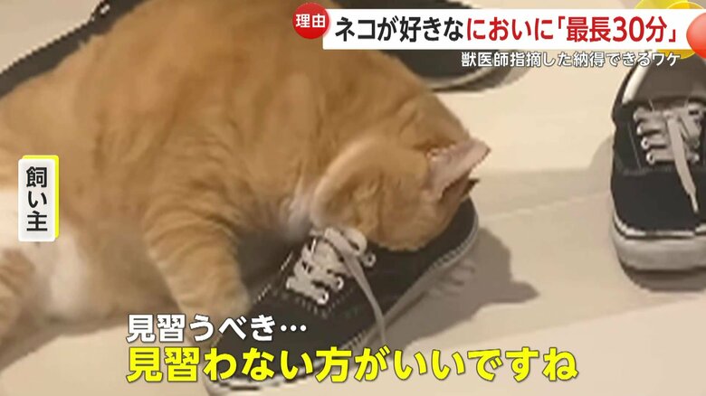 男性の使い古したスニーカーが特に好きなぐっぴー