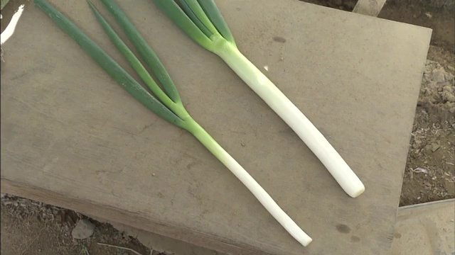 気温が27℃超になると生育が止まる　猛暑の影響で3分の1の太さに