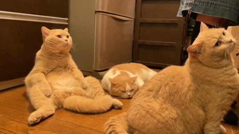 台所の下ではこんな状況になることも