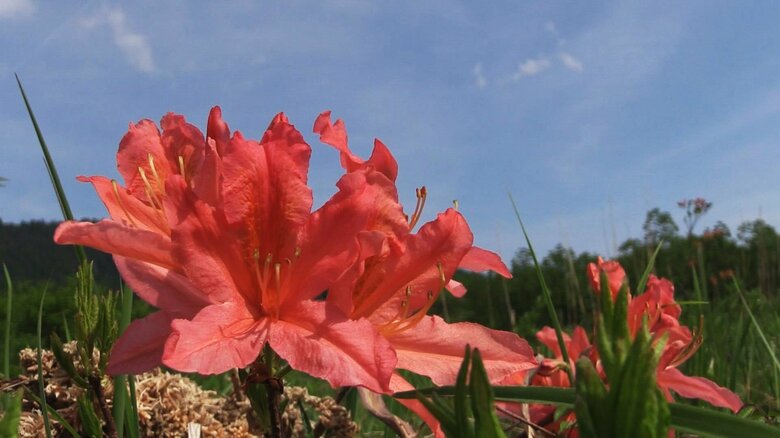 眩しいほどの発色　レンゲツツジ