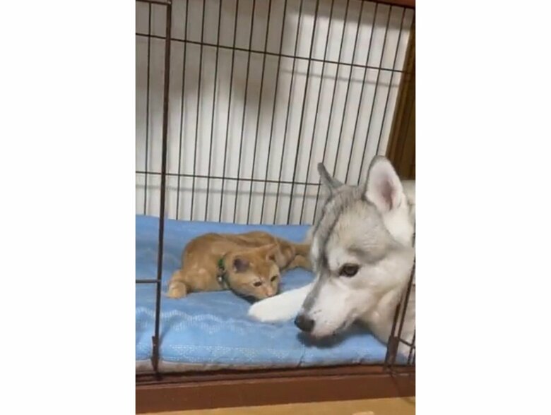 提供：かもしかさん