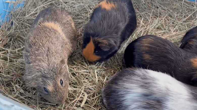 仲間と一緒にいるきのこちゃんともくちゃん