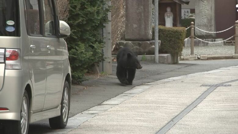 市街地を歩き回るクマ