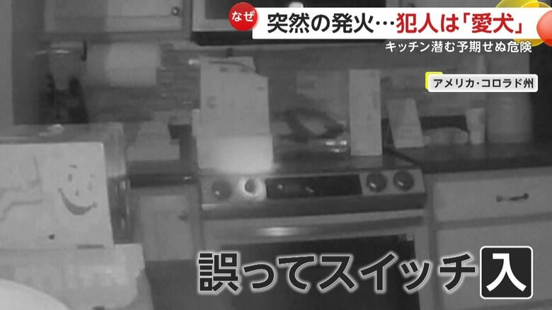 コンロのスイッチを誤って入れてしまった愛犬