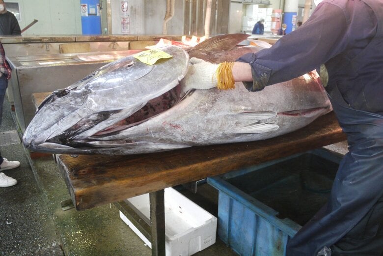 人気が高い大間のマグロ（画像：イメージ）
