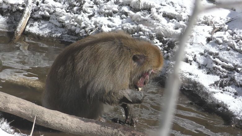 川魚を捕まえて食べるニホンザル　提供：松本卓也助教（土橋彩加さん撮影）