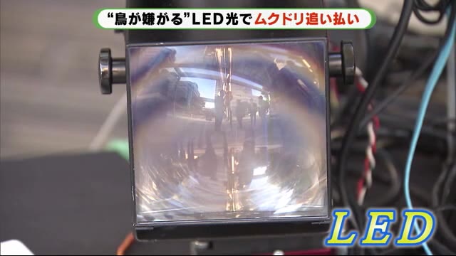 ムクドリとの知恵比べ…今度はLEDライト 浜松市とメーカーが実証実験