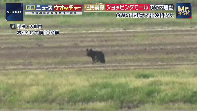 あぜ道を歩くクマ