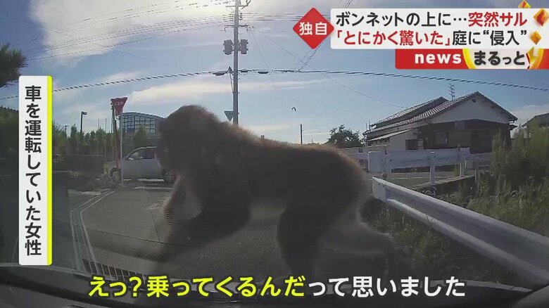 運転手は直前にサルと目が合っていたというが、飛び乗ってきてしまった