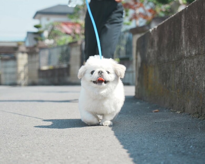 散歩中のぬん坊くん