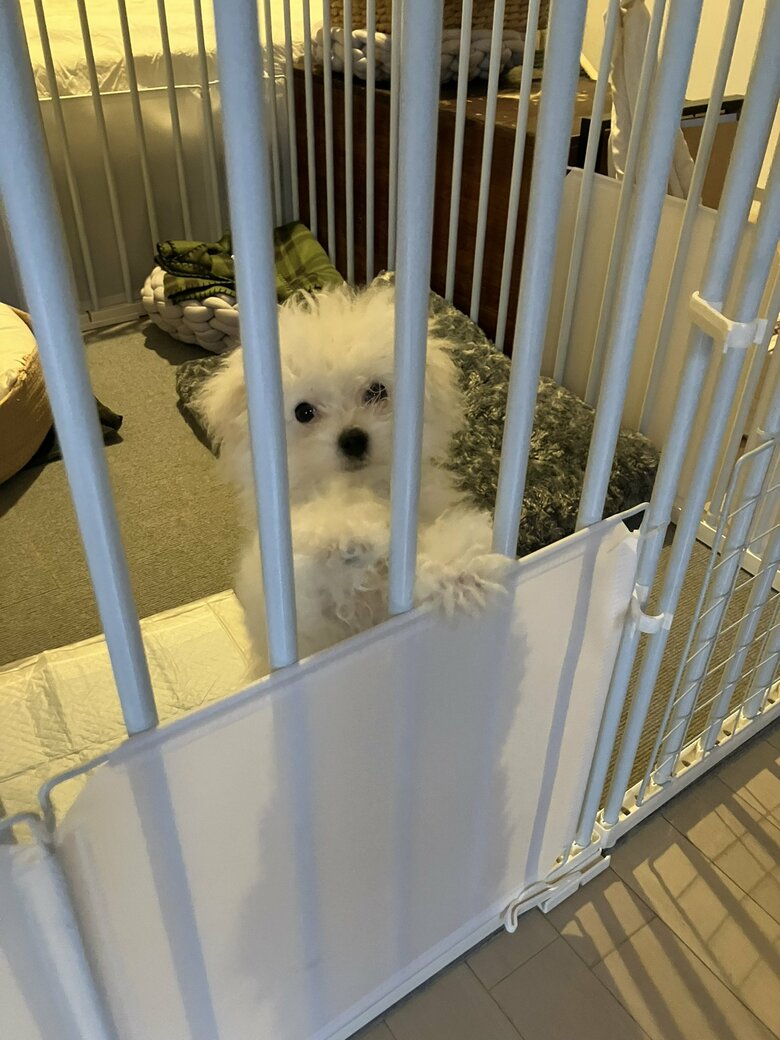 提供：白く、柔らかな犬さん