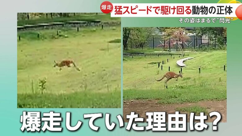 カンガルーは休日に動き回れない分、思いっきり走り回るという