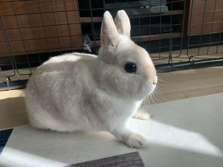 ミロくん（提供：うさぎと暮らしと。さん）