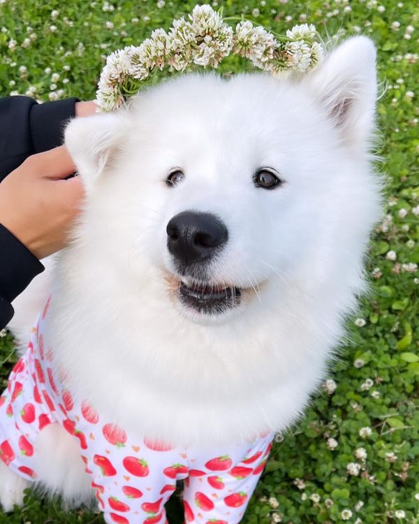 提供：ibukimama38さん