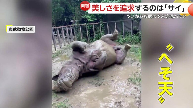 寝転がって泥を塗りたくるサイ（埼玉・宮代町の東武動物公園）