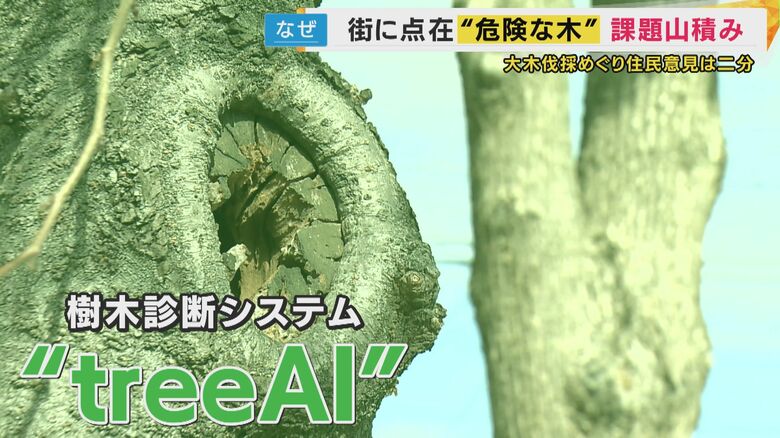 テクノロジーで木を守る「treeAI」