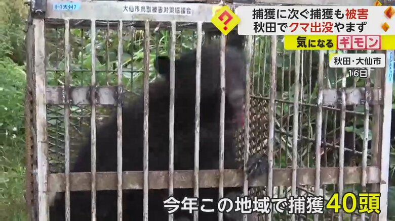 ワナにかかり、おりに入れられたクマ