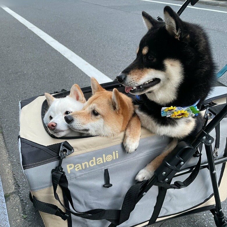 （左から）ソルちゃん、ポン太くん、蓮くん