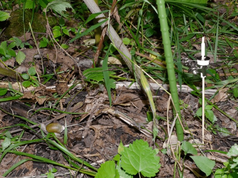 野外実験の様子。左下にカタツムリがいる。（出典:京都大学）