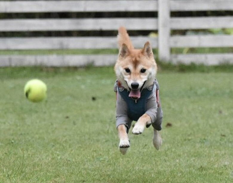 ドッグランでダッシュ！