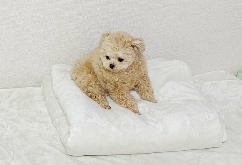 家でもいつも見る光景だという