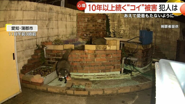 アライグマがコイを咥えて去っていく一部始終③