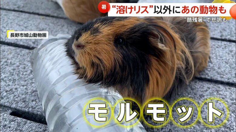 毛が多く、暑さを感じやすいというモルモット