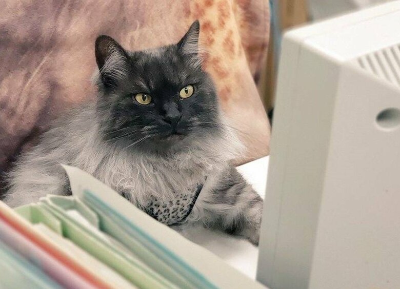 デスクワークをしているよう