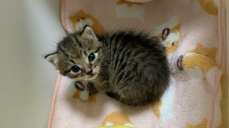 母猫に育児放棄されていた